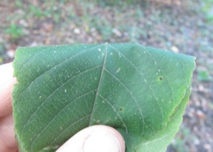 Juglans ailantifolia cordiformis