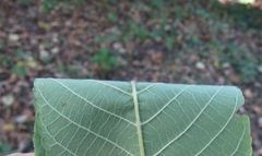Juglans ailantifolia cordiformis