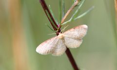 Idaea humiliata