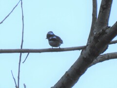 Ficedula westermanni