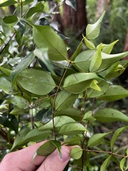 Syzygium luehmannii