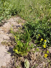 Ranunculus muricatus