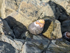 Austrocochlea porcata