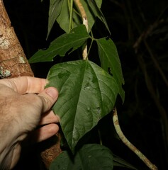 Rhynchosia acuminatissima