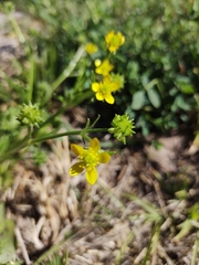 Ranunculus muricatus
