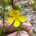 Hibbertia fasciculata - Photo (c) Bronwyn,  זכויות יוצרים חלקיות (CC BY-NC), הועלה על ידי Bronwyn