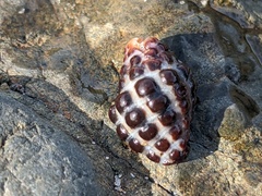 Tenguella marginalba