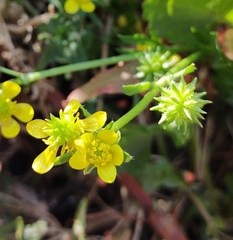 Ranunculus muricatus
