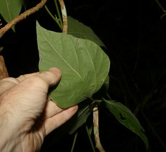 Rhynchosia acuminatissima