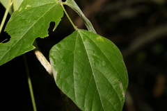 Rhynchosia acuminatissima