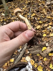 Leratiomyces squamosus thraustus