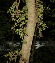Ficus hispida
