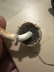 Leratiomyces squamosus thraustus