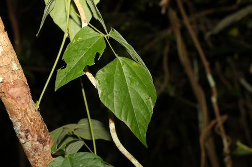 Image of Rhynchosia acuminatissima by (c) Greg Tasney, some rights reserved (CC BY-SA)