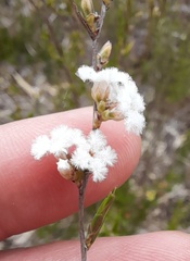 Leucopogon