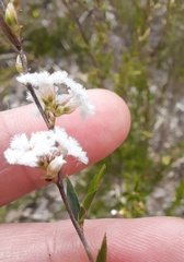 Leucopogon