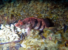 Hypoplectrodes nigroruber