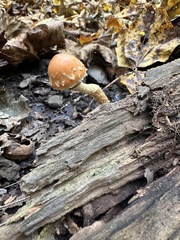 Leratiomyces squamosus thraustus