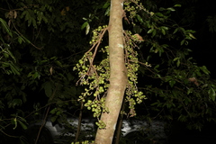 Ficus hispida