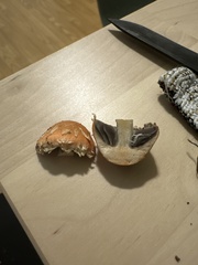 Leratiomyces squamosus thraustus