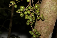 Ficus hispida