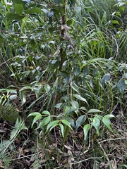 Syzygium luehmannii