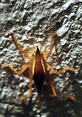 Pyrgocorypha rogersi