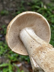 Macrocybe crassa