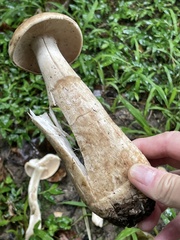 Macrocybe crassa