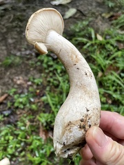 Macrocybe crassa
