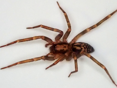 Liocranum rupicola
