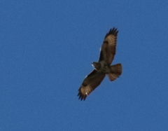 Buteo trizonatus