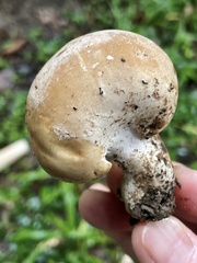 Macrocybe crassa
