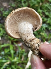 Macrocybe crassa