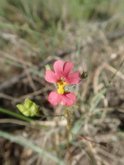 Nemesia pageae