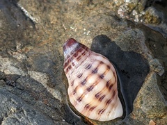 Agnewia tritoniformis