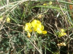 Crotalaria excisa excisa