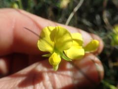 Crotalaria excisa excisa