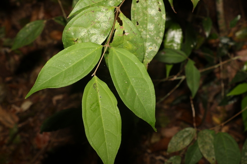Image of Rhodamnia sessiliflora by (c) Greg Tasney, some rights reserved (CC BY-SA)