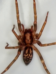 Liocranum rupicola