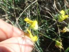 Crotalaria excisa excisa