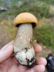 Leccinum versipelle