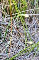 Thelymitra flexuosa
