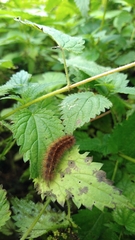 Spilosoma lubricipeda