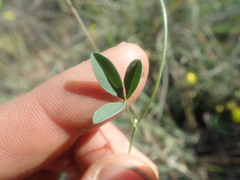 Crotalaria excisa excisa