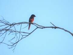 Pericrocotus solaris