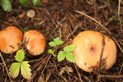 Leucocortinarius bulbiger