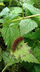 Spilosoma lubricipeda