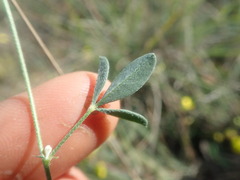 Crotalaria excisa excisa