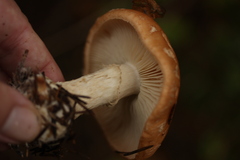 Leucocortinarius bulbiger